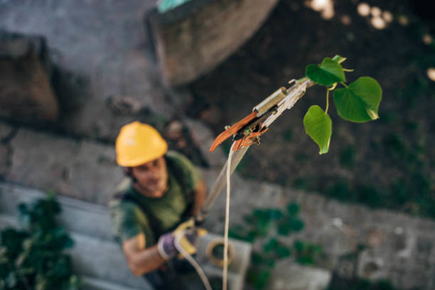 Tree and Shrub Care in Snohomish, WA